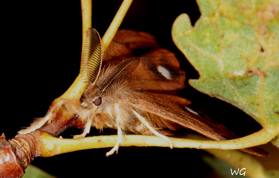 03 Orgyia antiqua Kleiner Buerstenspinner 001 wollw 001