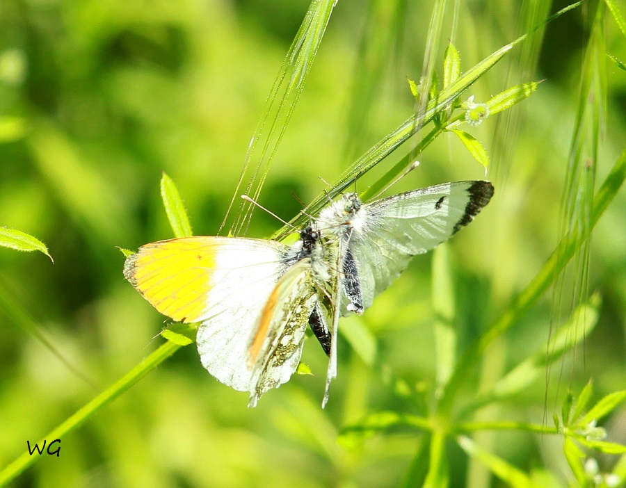 04 Anthocharis cardamines  Aurorafalter RdumsStMe 01.09.2019 005