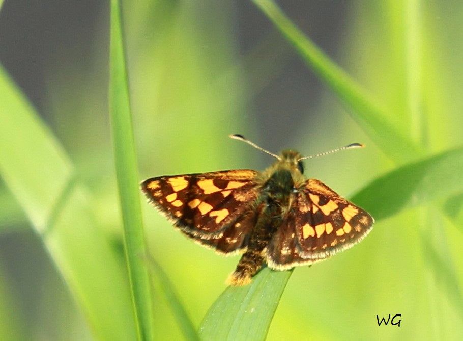05 Carterocephalus palaemon Gelbwuerfeliger Dickkopffalter RdumsStMe 26.05.2019 442
