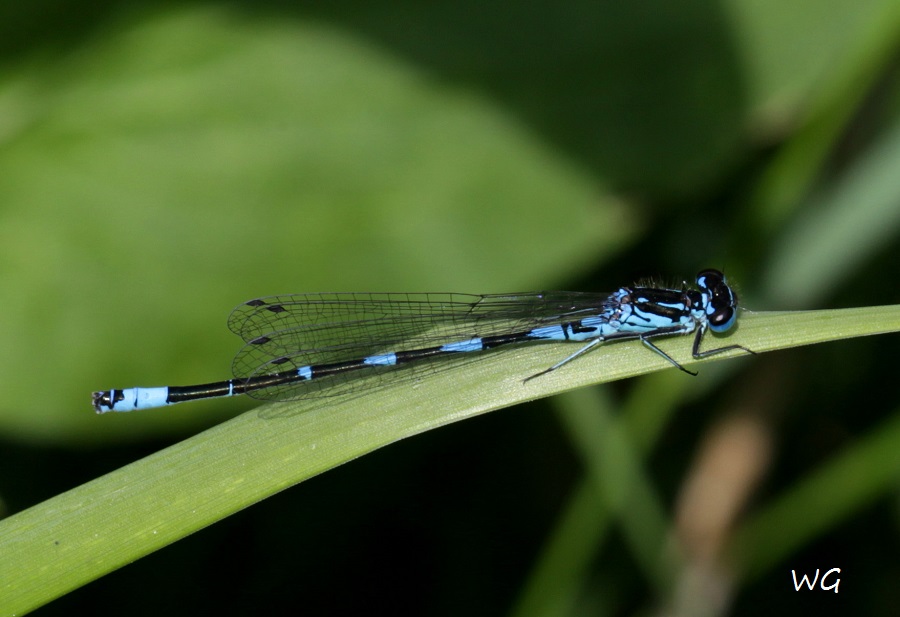 06 Coenagrion pulchellum  Fledemausazurjungfer RdumsStMe 29.05.2019 115