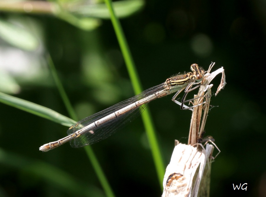07    Platycnemis pennipes   Blaue Federlibelle Rehburg 29.05.2019 077