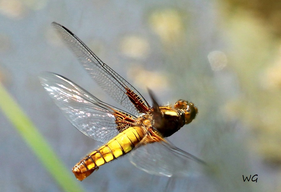09  Libellula depressa Plattbauch RdumsStMe 01.09.2019 115