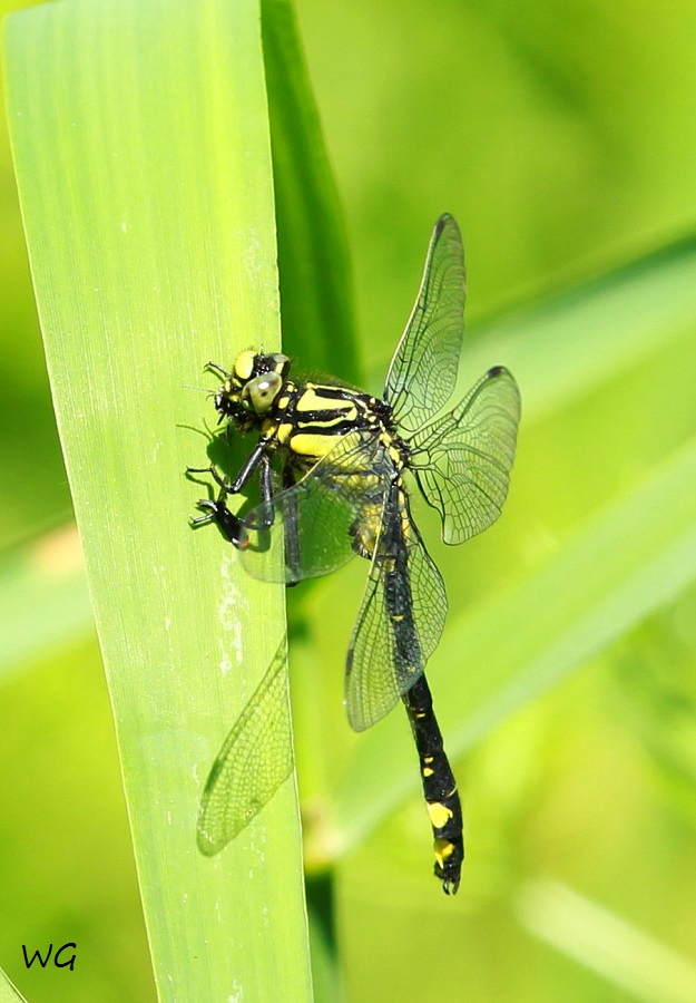 10     Gomphus vulgatissimus Gemeine Keiljungfer RdumsStMe 01.09.2019 019