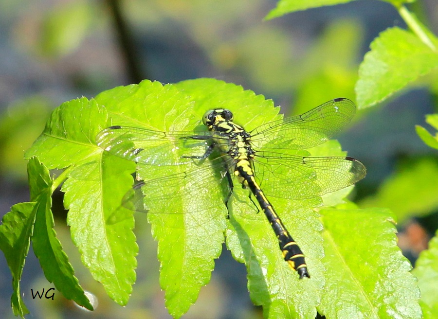 11  Gomphus vulgatissimus Gemeine Keiljungfer  RdumsStMe 02.06.209 035