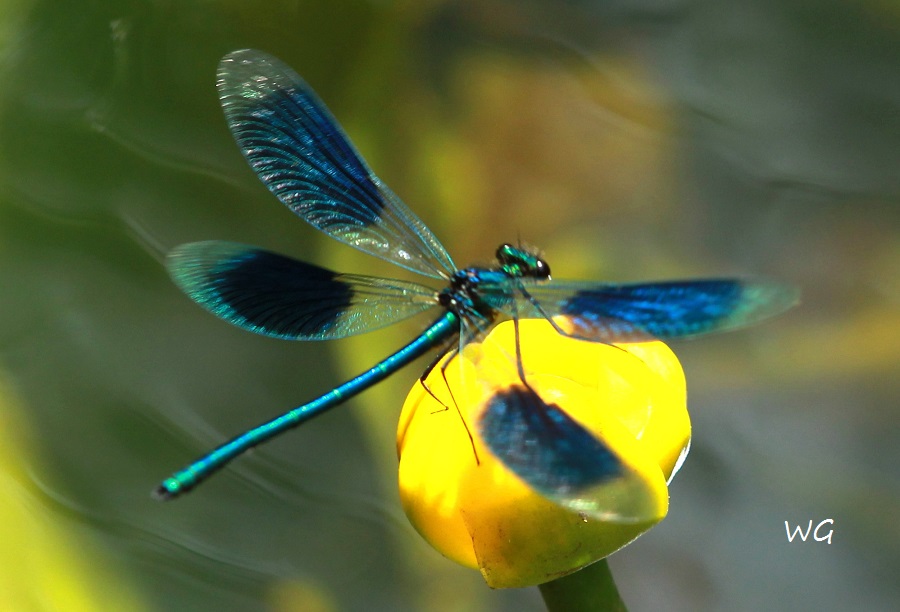 12  Calopteryx splendens Gebaenderte Prachtlibelle RdumsStMe 02.06.209 024