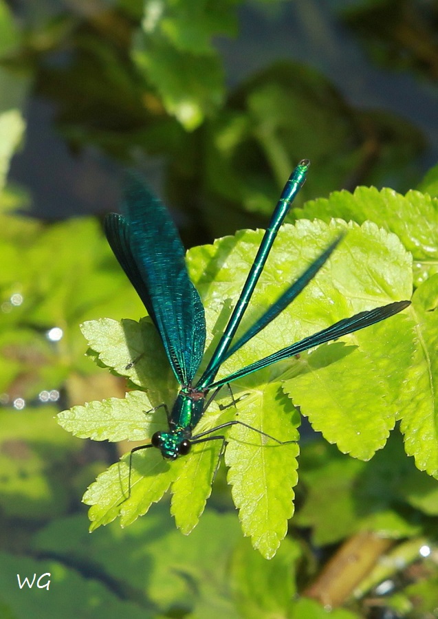 13  Calopteryx virgo Blaufluegelige Prachtlibelle RdumsStMe 02.06.209 044