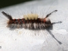 01 Orgyia antiqua Kleiner Buerstenspinner RdumsStMe 02.06.2019 016