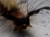 02 Orgyia antiqua  Kleiner Buerstenspinner RdumsStMe 02.06.2019 031