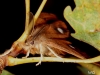 03 Orgyia antiqua Kleiner Buerstenspinner 001 wollw 001