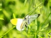 04 Anthocharis cardamines  Aurorafalter RdumsStMe 01.09.2019 005