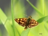 05 Carterocephalus palaemon Gelbwuerfeliger Dickkopffalter RdumsStMe 26.05.2019 442
