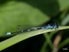 06 Coenagrion pulchellum  Fledemausazurjungfer RdumsStMe 29.05.2019 115