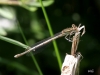 07    Platycnemis pennipes   Blaue Federlibelle Rehburg 29.05.2019 077