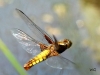 09  Libellula depressa Plattbauch RdumsStMe 01.09.2019 115