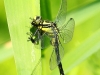10     Gomphus vulgatissimus Gemeine Keiljungfer RdumsStMe 01.09.2019 019