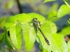 11  Gomphus vulgatissimus Gemeine Keiljungfer  RdumsStMe 02.06.209 035