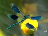 12  Calopteryx splendens Gebaenderte Prachtlibelle RdumsStMe 02.06.209 024