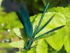 13  Calopteryx virgo Blaufluegelige Prachtlibelle RdumsStMe 02.06.209 044
