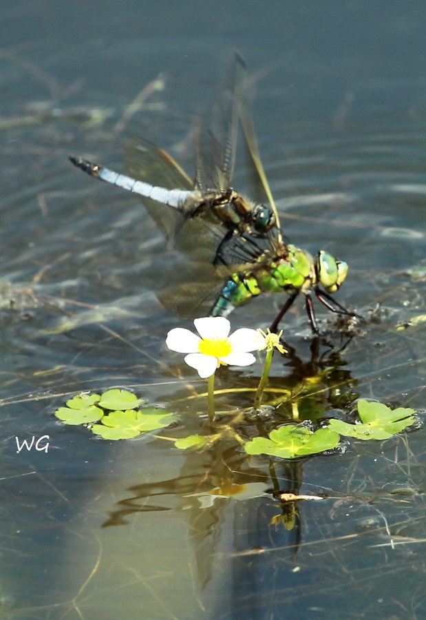 01  Blaupfeil + Große Koenigslibelle RdumsStMe 10.06.2019 311