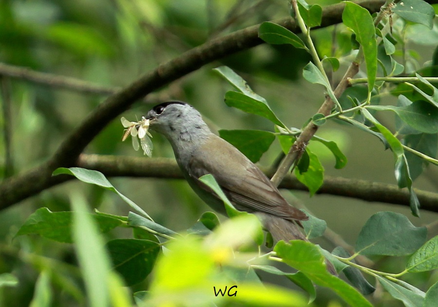 11  Moenchsgrasmuecke mit zwei Libellen RdumsStMe 16.06.2019 359 -