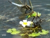 01  Blaupfeil + Große Koenigslibelle RdumsStMe 10.06.2019 311
