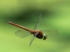 07    Keilfleck Mosaikjungfer RdumsStMe 14.06.2019 049