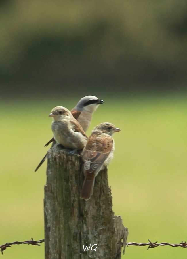 01  Neuntoeter mit 3 Jungen Heudamm 22.07.2019 157