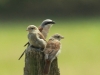 01  Neuntoeter mit 3 Jungen Heudamm 22.07.2019 157