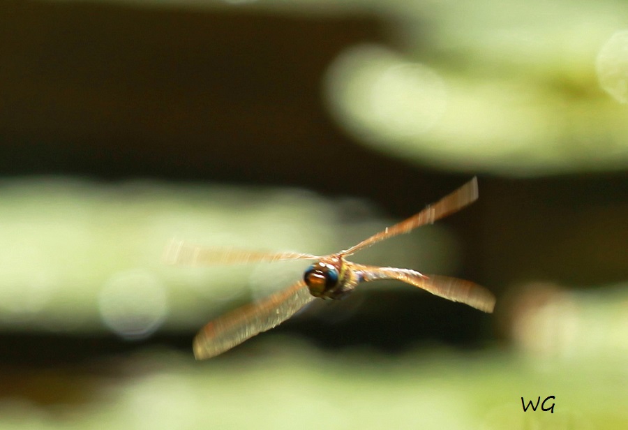 02  Braune Mosaikjungfer 27.07.2019 020