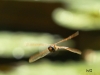 02  Braune Mosaikjungfer 27.07.2019 020