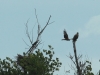 05  Seeadler - Rotmilan Heudamm 17.08.2019 024