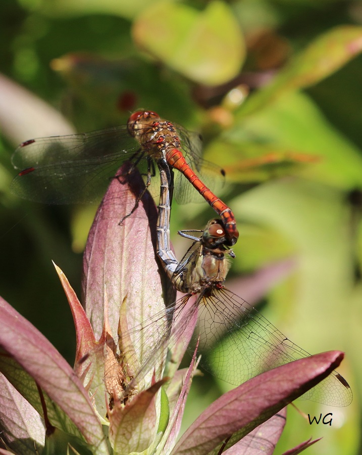 05 Heidelibelle auf Acanthus  22.08.2019 067 - Kopie