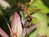 05 Heidelibelle auf Acanthus  22.08.2019 067 - Kopie