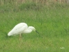 02 Silberreiher Typ modesta Schneeren 06.10.2019 169