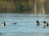 05  Hagenburger Kanal 23.10.2019 087