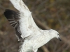 XJAP Großmöwe  Badeinsel 11.11.2019 110