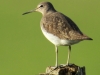 Waldwasserläufer Schneren  061 (2)