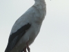 Storch Blumenau 20.01.2020 629