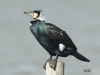 05  Kormoran Promenade Steinhude 25.02.2020 036
