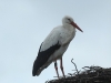 01 Storch AZ078 Steinhude 26.02.2020 001