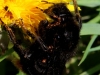 04  Hummel Leese 11.04.2020 113