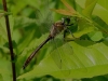 03  Falkenlibelle Heudamm  10.06.2020 128 (2)