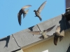 Mauersegler 1 21.06.2020 419 (2)