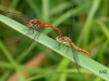 01  Blutrote Heidelibelle  02.07.2020 194