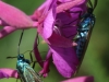 04  Gruenwidderchen (m+w) Schneeren 12.07.2020 019