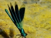 01  Gebaenderte Prachtlibelle Meerbach 6.8.2020 086
