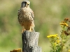 03  Turmfalke Rehburg 29.08.2020 055