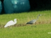 05  Silberreiher Rehburg  02.10.2020 147 (2)