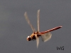 03  Heidelibelle sp.  08.11.2020 115