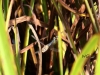 04 Herbstmosaikjunger 03.11.2020 010
